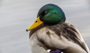duck-8380065_1280