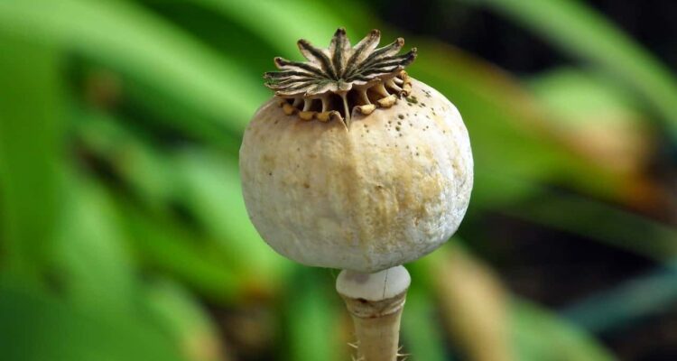 poppy-8167943_1280