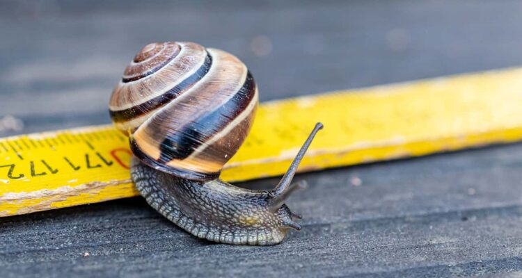 snail-7945974_1280